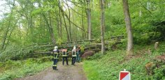 Bäume über der Fahrbahn