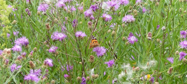 Blühfläche Deponie Ohmbach Blühfläche Deponie Ohmbach Schmetterling auf Blume