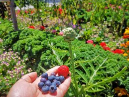 Essbarestadt Erdbeere und Blaubeere in der Hand