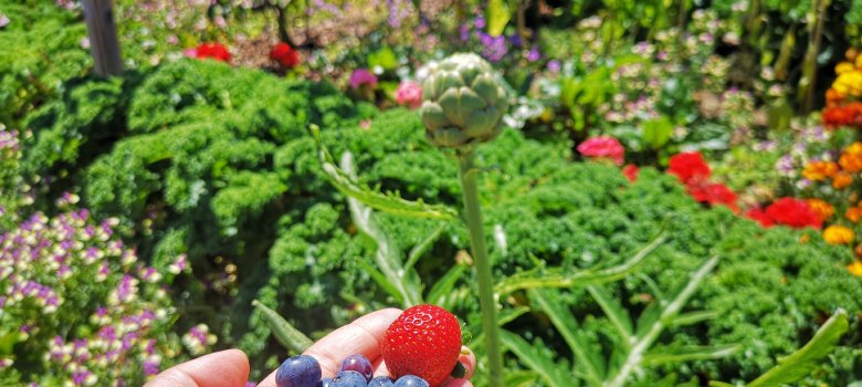 Essbarestadt Erdbeere und Blaubeere in der Hand