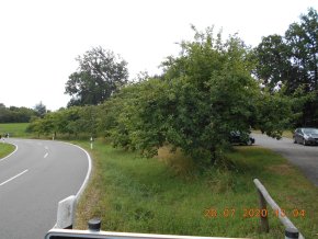 Streuobstbäume Rotmühlstraße Blick auf die städtische Streuobstbäume am Straßenrand der Rotmühlstraße