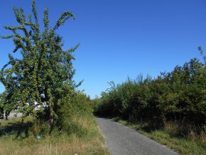 Streuobstbäume Zum Grunewald Blick auf die städtischen Streuobstbäume in der Straße Zum Grunewald