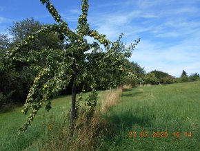 Streuobstwiese Alte Winzler Straße Blick auf die städtische Streuobstwiese Alte Winzler Straße