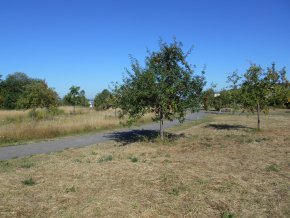 Streuobstwiese Campuspark Blick auf die städtische Streuobstwiese beim Campuspark