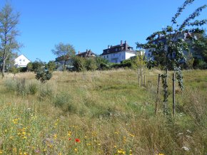 Streuobstwiese Turnstraße Nord Blick auf die städtische Streuobstwiese in der Turnstraße Nord mit Wildblumenwiese