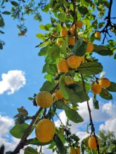 Streuobstwiese Mirabelle Streuobstwiese Mirabelle bei blauem Himmel