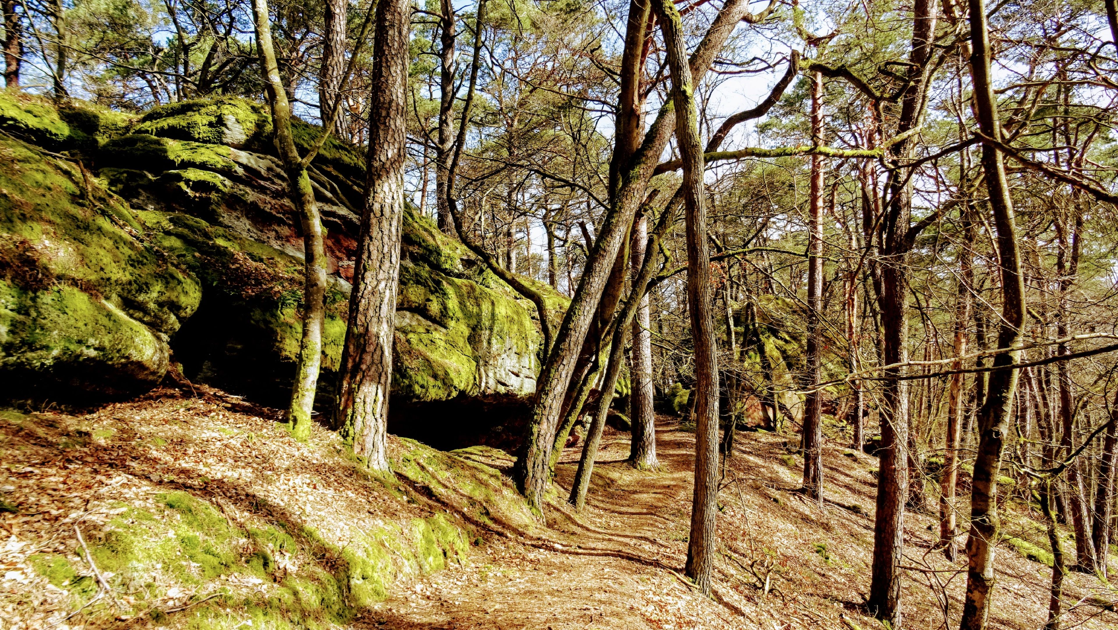Bäume Bäume im Wald
