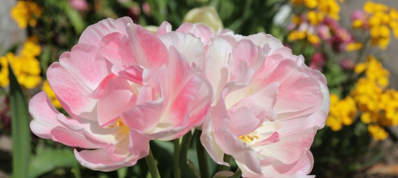 Blumen - Grünpaten Blumen - Grünpaten