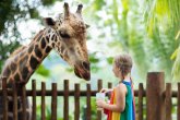Kids feed giraffe at zoo. Children at safari park. Kids feed giraffe at zoo. Children at safari park.