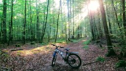 Mountainbike Wald Mountainbike im Wald bei Sonnenschein