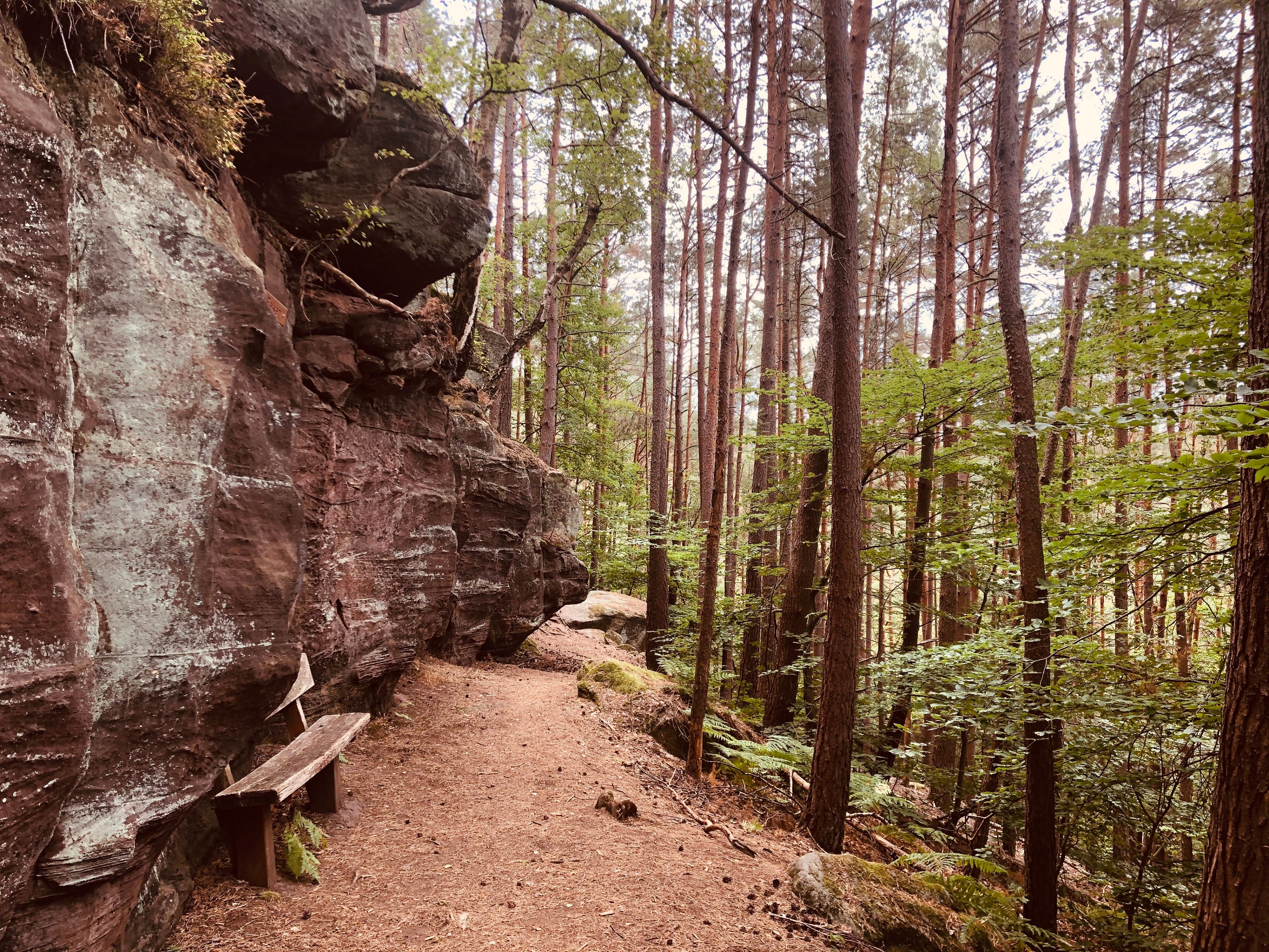 Pfälzer Waldpfad Felsen Pfälzer Waldpfad Felsen mit Sitzbank