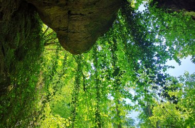 Teufelspfad - Fels Efeu Teufelspfad Efeu hängt am Fels herunter