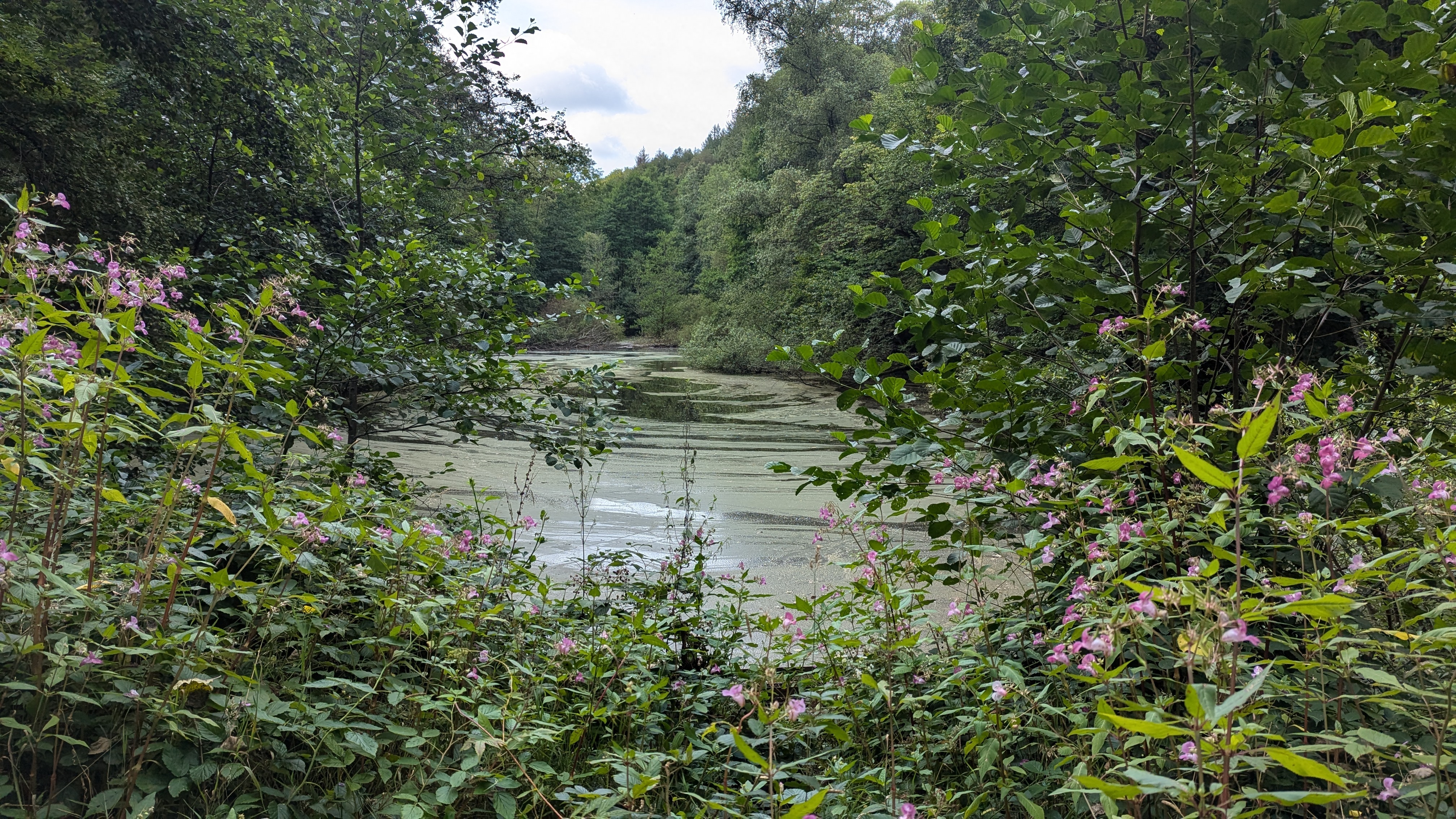 Weiher 4 Wandern