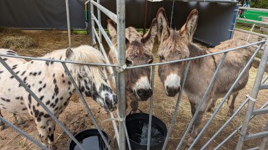 PonyWelt verschiedene Minigolfbahnen