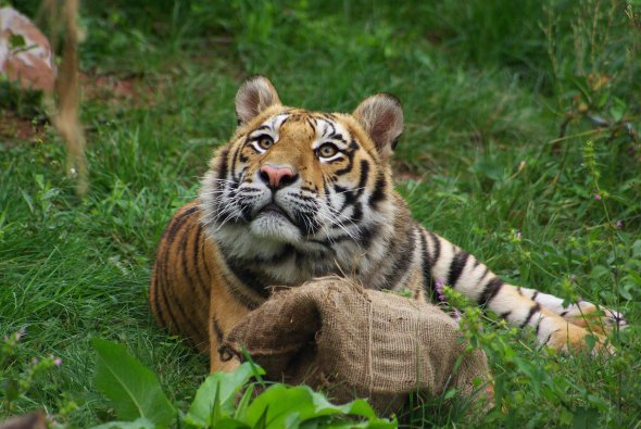Tierart Wildstation Maßweiler Tiger Sharuk in der Wildtierstation Tierart in Maßweiler
