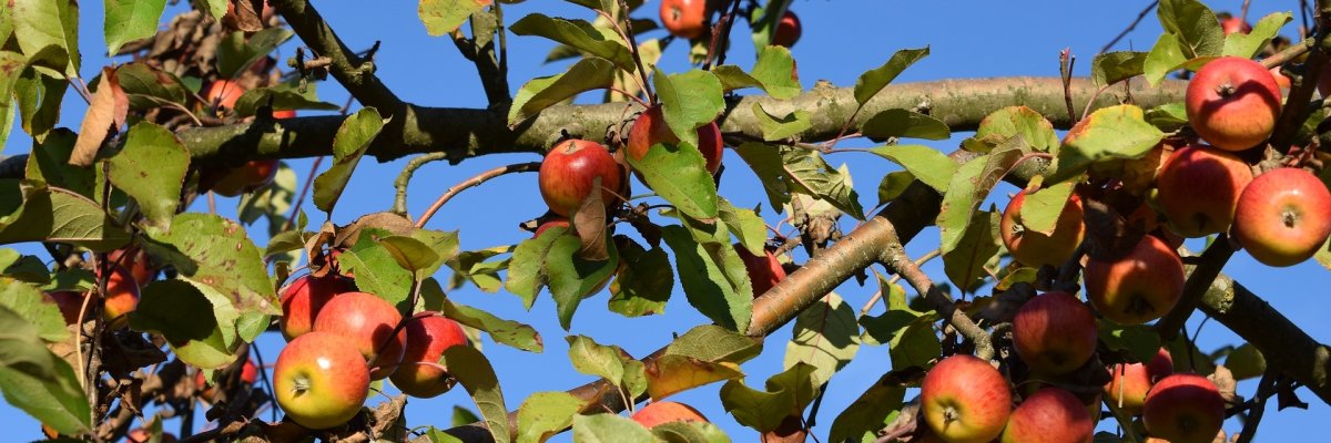 Streuobst-Apfel Streuobst
