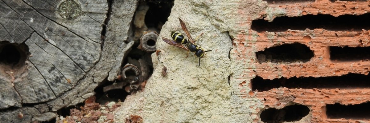 Strecktal Bienenweide Strecktal Bienenweide Wespe