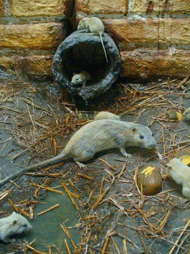 Rattus norvergicus Rattus norvergicus