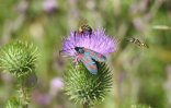 Verschiedene Insekten auf violetter Distelblüte