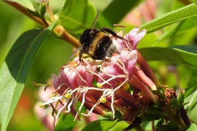 Biene Biene auf pinker Blüte