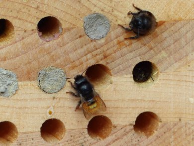 Biene Bienenhotel