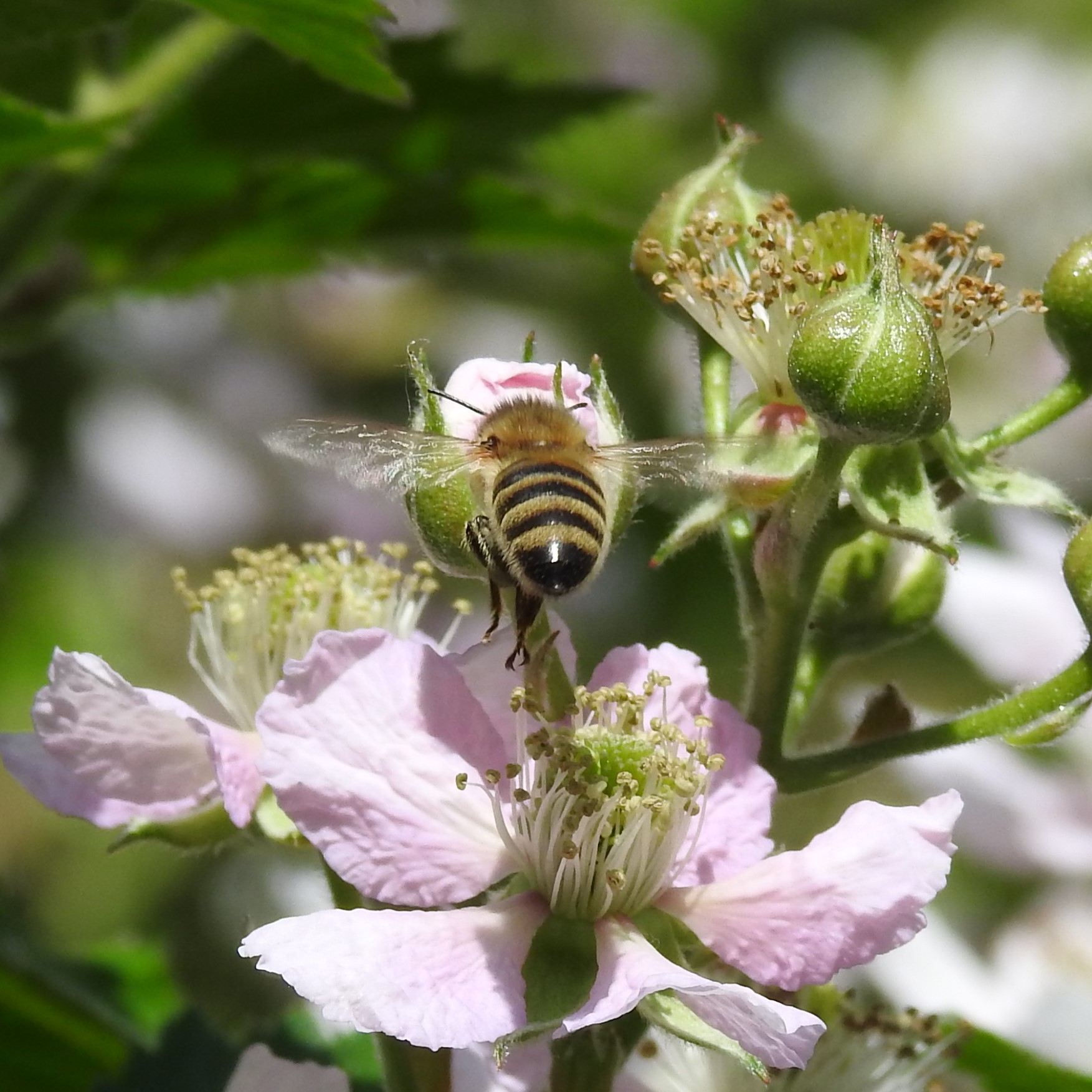 Biene Biene an rosaner Blüte