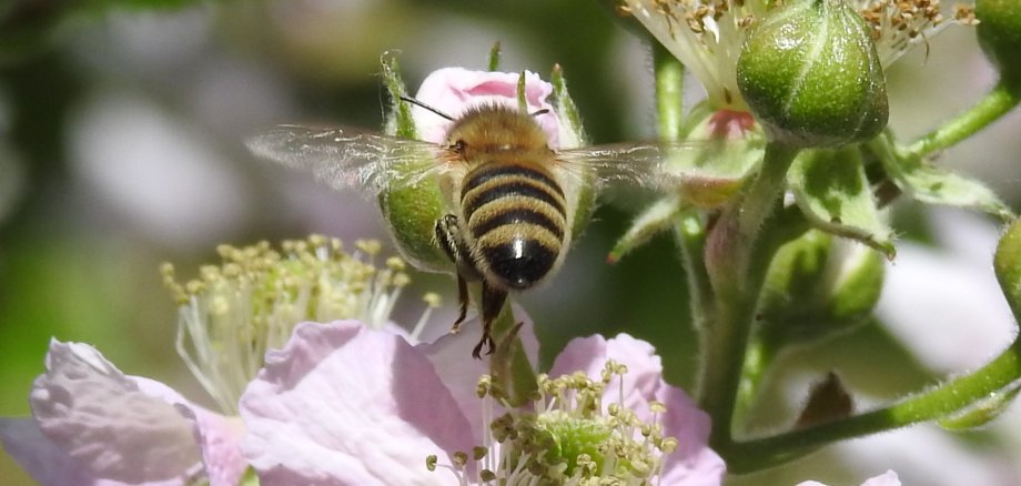 Biene Biene an rosaner Blüte