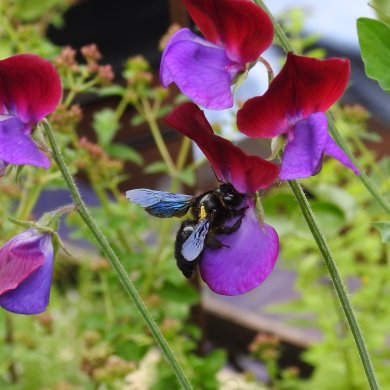Biene Biene an lila roter Blüte