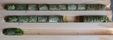 Biene zusammengerollte Blätter einem Holzbrett