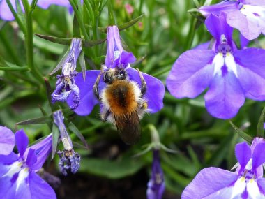 Biene Biene auf lilaner Blüte