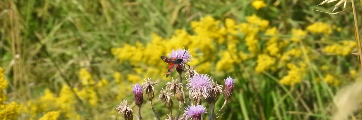 Biene.Header Falter auf Disteln und gelben Blumen im Hintergrund