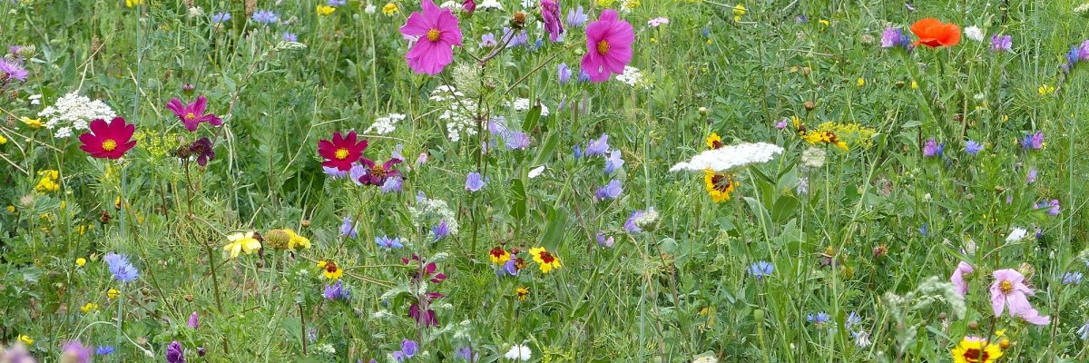 Blumen statt Steine Blumenwiese