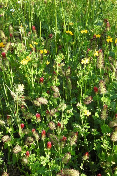 Blumen statt Steine Blumenwiese