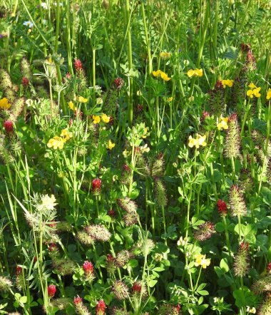Blumen statt Steine Blumenwiese