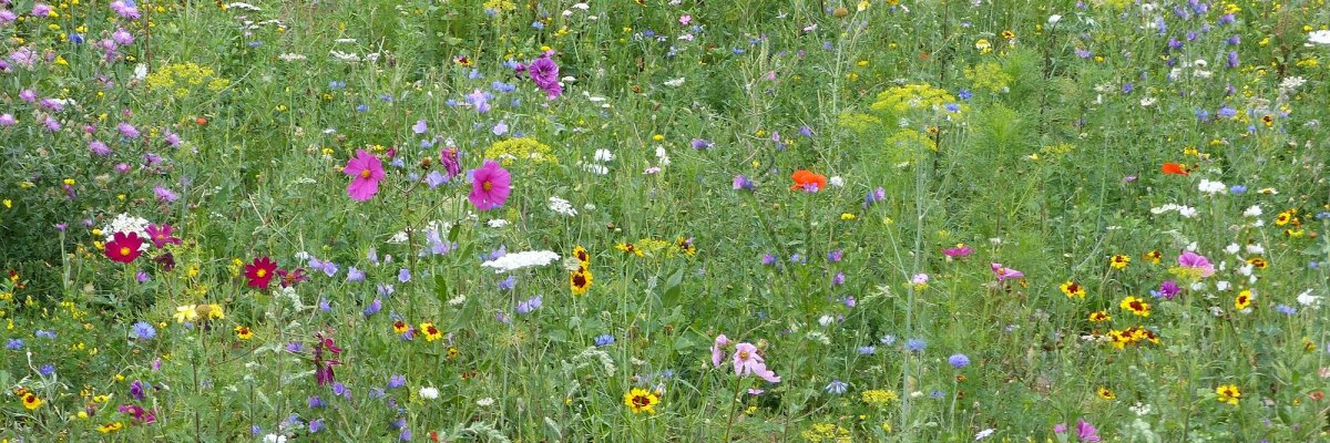 Blumen statt Steine Blumenwiese