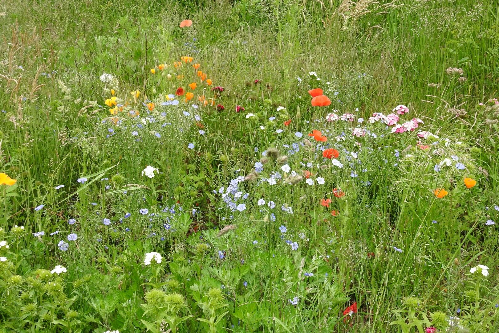Blumen statt Steine Blumenwiese