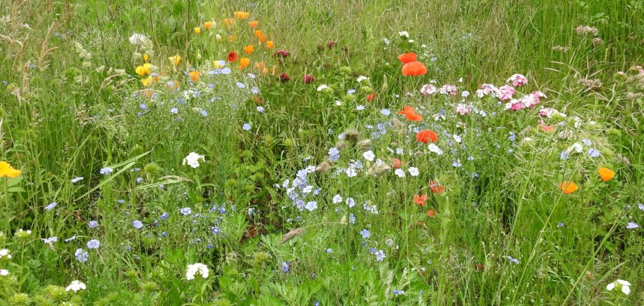 Blumen statt Steine Blumenwiese