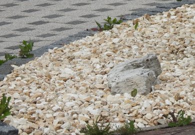 Blumen statt Steine Mit beige farbenen Steinen ausgelegtes Beet