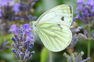 Kohlweißling an Lavendel Kohlweißling an Lavendel