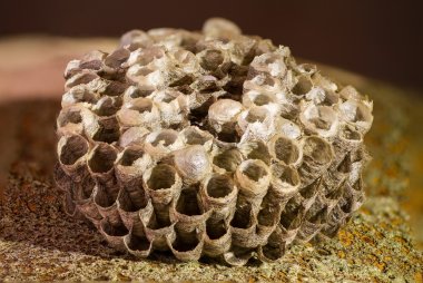 WaabeFeldwespen WaabeFeldwespen