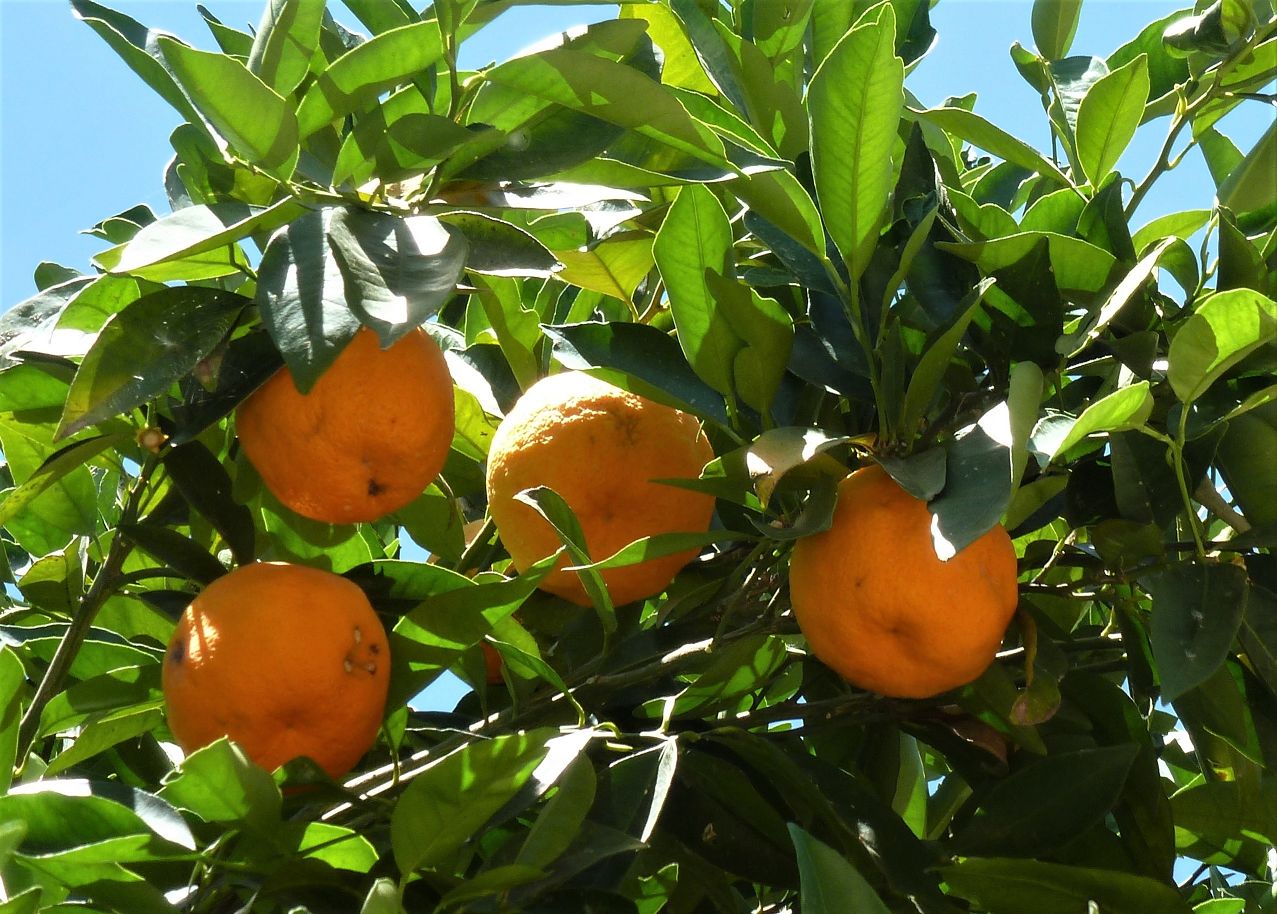 Zitrus Orangen an einem Baum