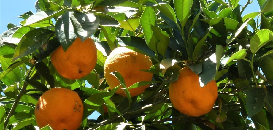 Zitrus Orangen an einem Baum