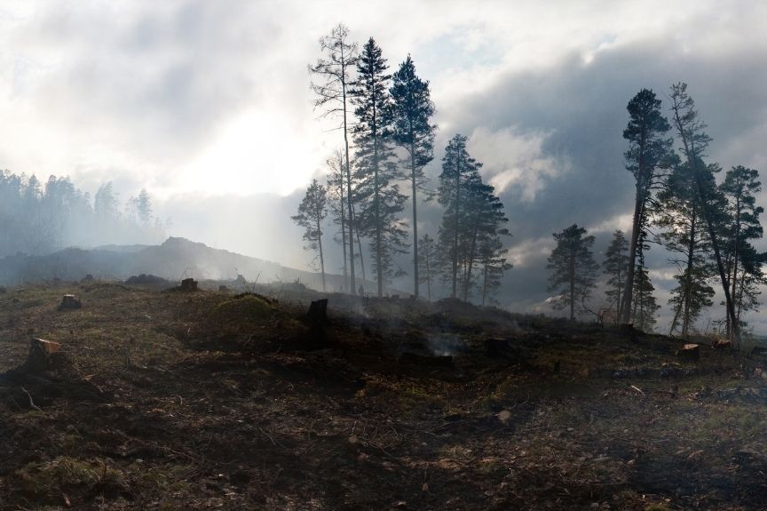 Waldbrand Waldbrand